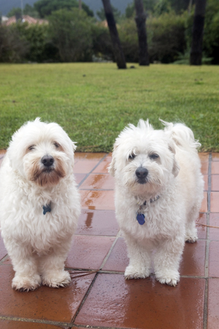 Dog and house sitting in Portugal