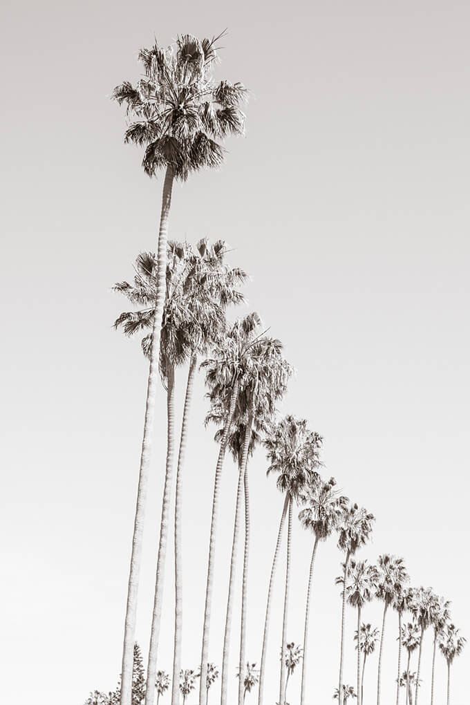 California Palm Trees - Fine art print by Cattie Coyle Photography. © 2017, all rights reserved.