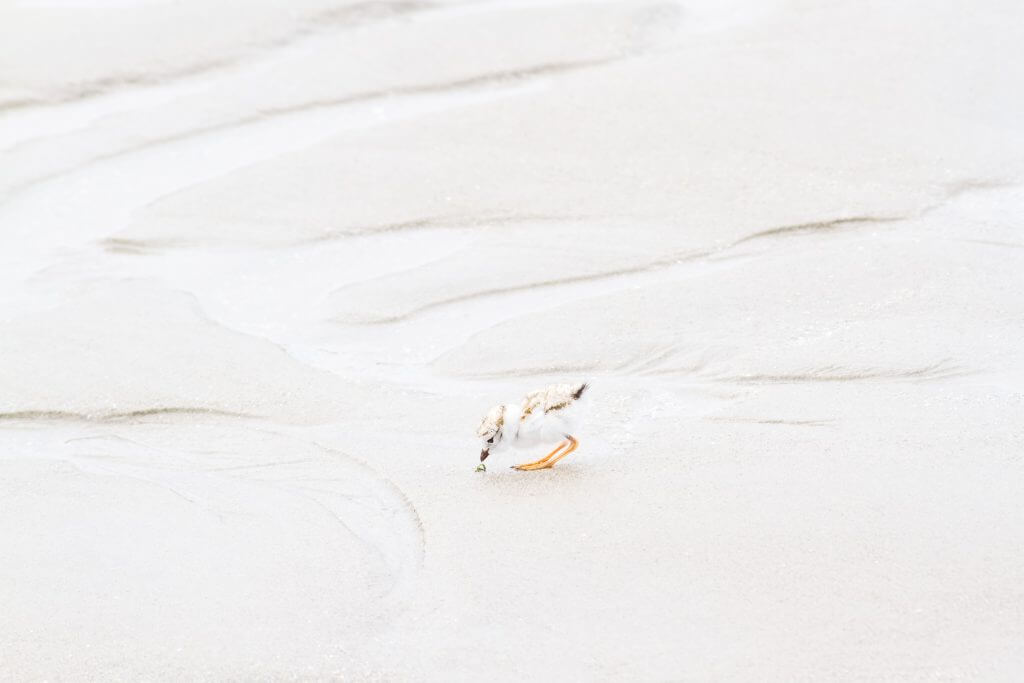 Piping Plover Chick No 2 - Art print by Cattie Coyle Photography. © 2017, all rights reserved.