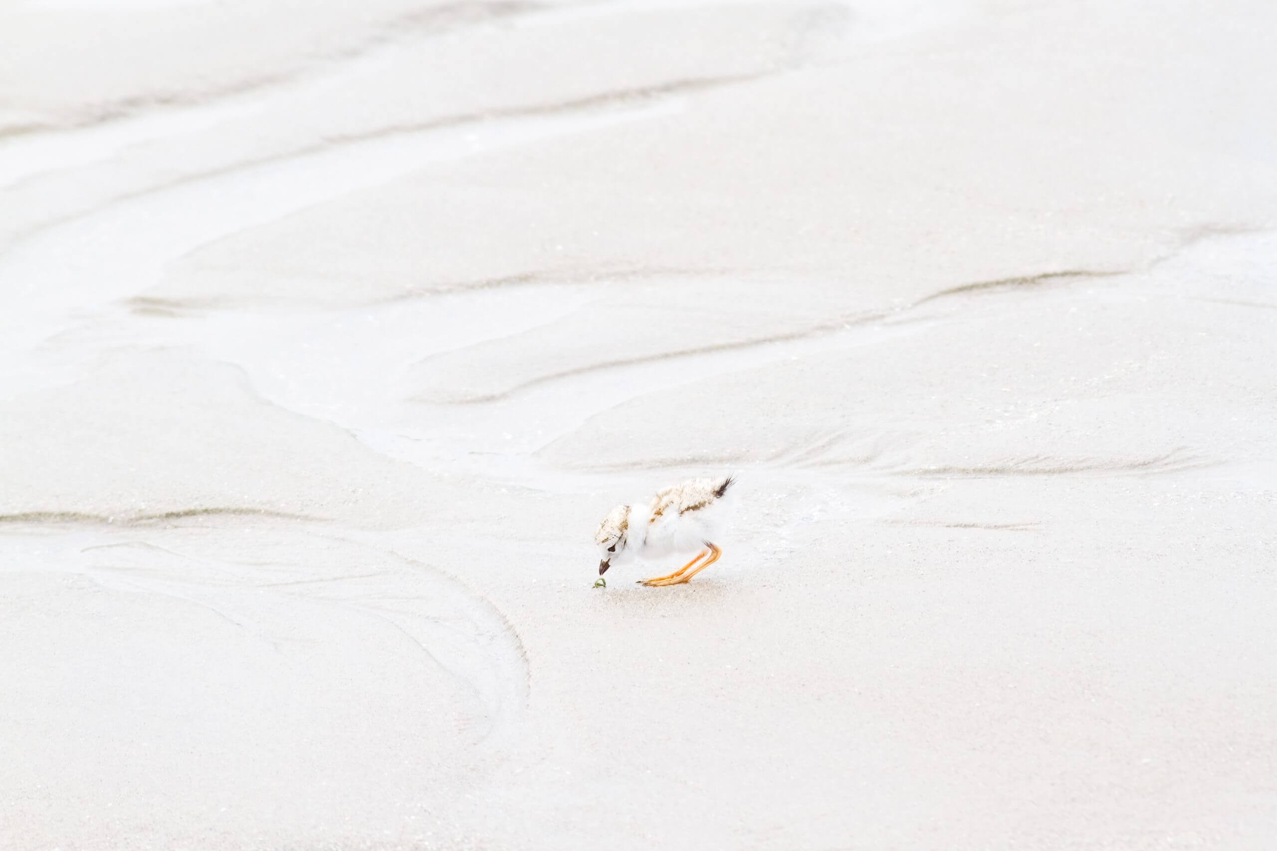 Piping Plover Chick No 2 - Art print by Cattie Coyle Photography. © 2017, all rights reserved.