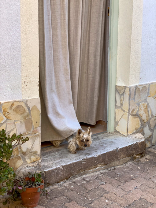 Dog in Old Town, Villefranche-sur-Mer, France, by Cattie Coyle Photography. © 2019, all rights reserved.