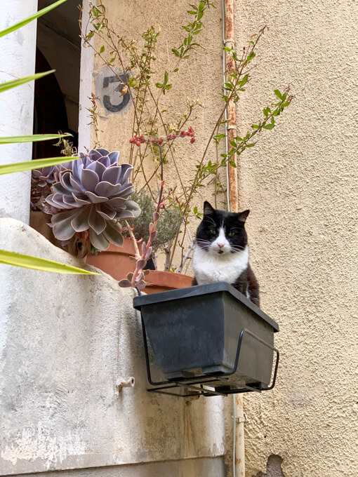 Cat in Old Town, Villefranche-sur-Mer, France, by Cattie Coyle Photography. © 2019, all rights reserved.