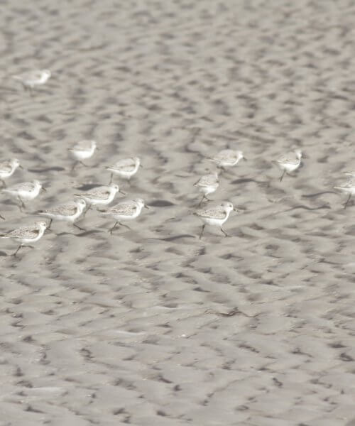 Sandpipers on the beach by Cattie Coyle Photography