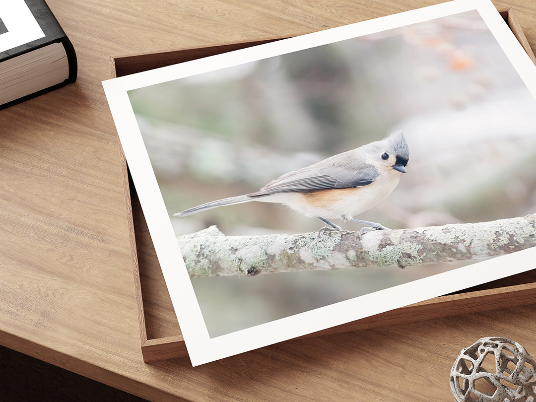 Tufted Titmouse - Art print by Cattie Coyle Photography. © 2018, all rights reserved.