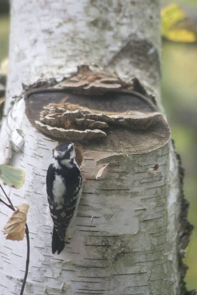 Downy Woodpecker building a nest in a birch tree, Annisquam, MA by Cattie Coyle Photography. © 2017, all rights reserved.