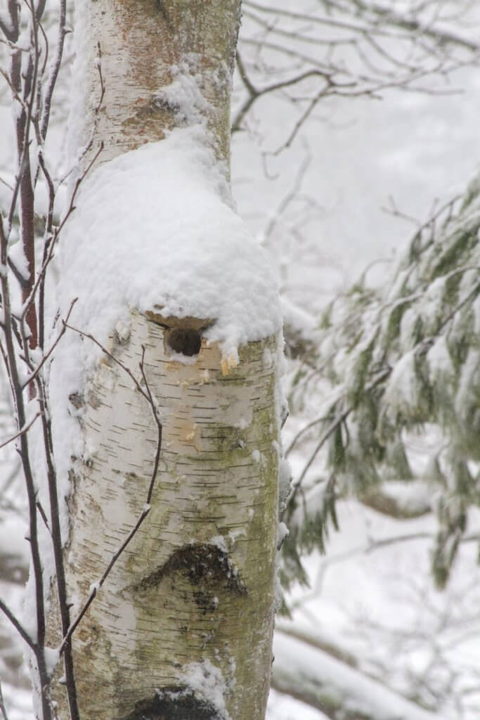 A slomad winter: Downy Woodpecker nest during a January snowstorm in Annisquam, MA by Cattie Coyle Photography. © 2018, all rights reserved.