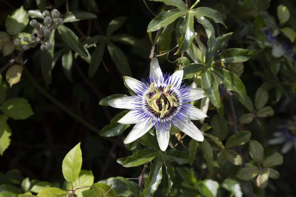 Passion flower on the way to Beaulieu-sur-Mer, France, by Cattie Coyle Photography. © 2019, all rights reserved.