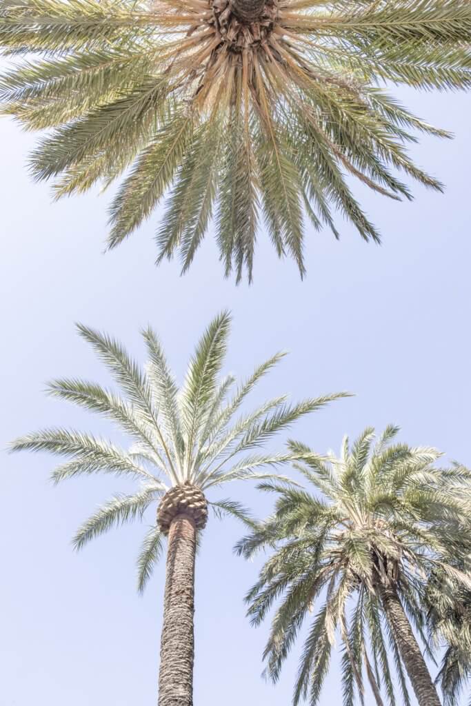 Palm trees along La Croisette, Cannes, France, by Cattie Coyle Photography. © 2019, all rights reserved.