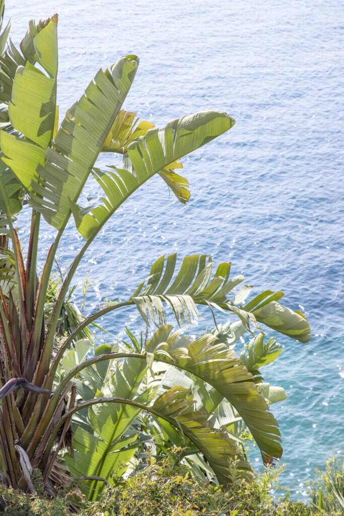 Vegetation and the Mediterranean Sea, Nice, France, by Cattie Coyle Photography. © 2019, all rights reserved.