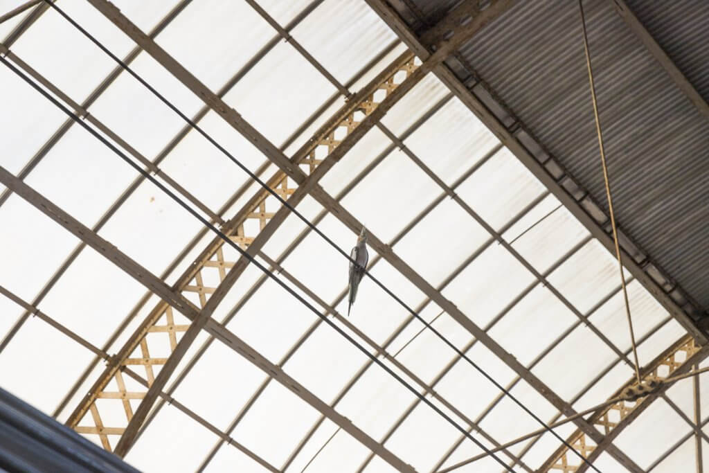 Parrot at Nice Ville train station, Nice, France by Cattie Coyle Photography. © 2019, all rights reserved.