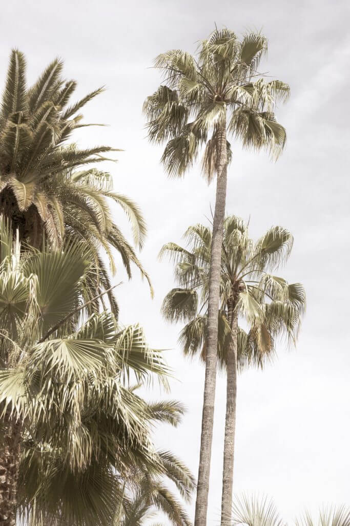 Palm trees, Menton, France by Cattie Coyle Photography. © 2019, all rights reserved.