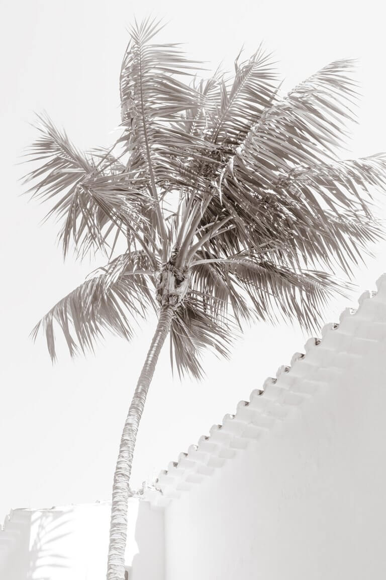 Black and white palm tree art print by Cattie Coyle Photography: Future Memories