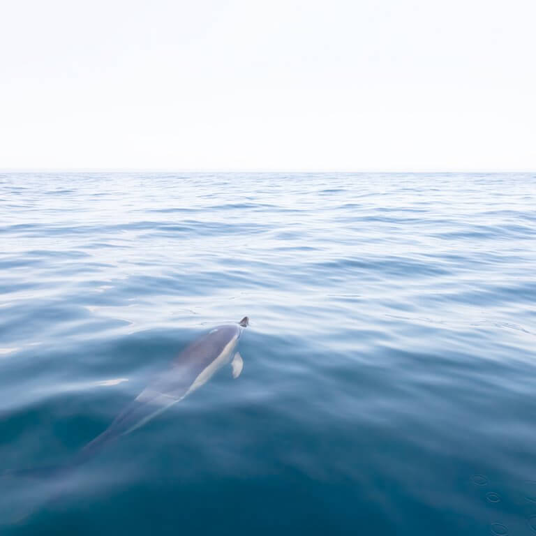 The Vast Ocean - Dolphin art print by Cattie Coyle Photography