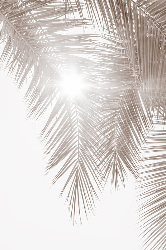 Summer - Palm tree art print by Cattie Coyle Photography. © 2024, all rights reserved.