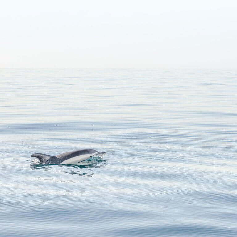 Dolphin No 1 - Fine art print by Cattie Coyle Photography. © 2024, all rights reserved.