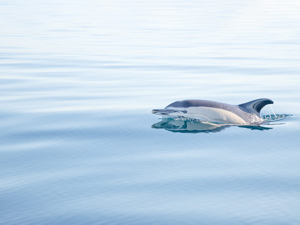 Dolphin No. 2 - Fine art print by Cattie Coyle Photography - All rights reserved